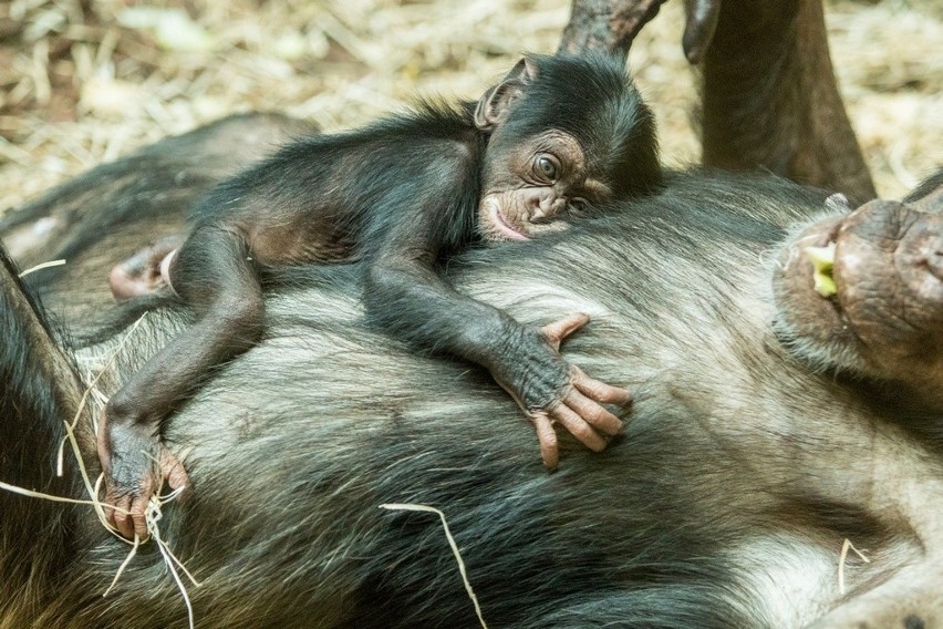Mały szympans urodzony w zoo w Ostrawie...