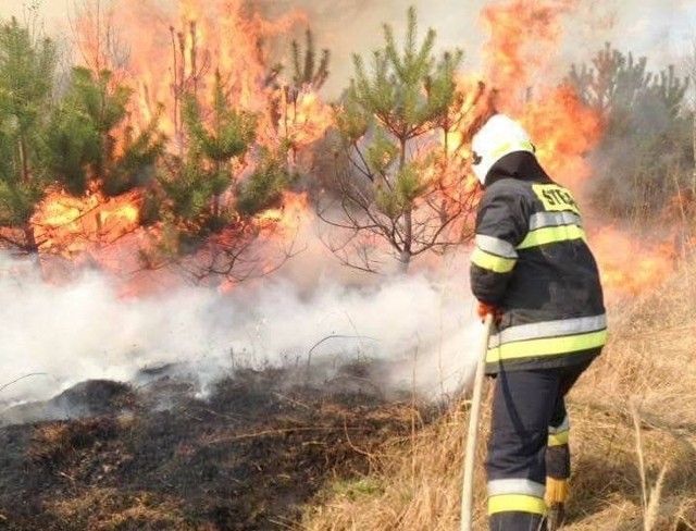 Niedziela, Gadka koło leśniczówki. Strażacy gasili pożar traw na terenie przyległym do lasu. 