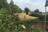 Wtorkowa [14.08.2018] burza - 12 interwencji ostrołęckiej straży pożarnej