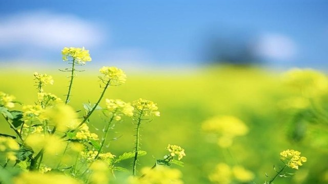 W ostatnią niedzielę czerwca województwa północne i wschodnie pozostaną pod wpływem niżu znad Bałtyku. Wzdłuż wschodniej granicy kraju początkowo umiarkowane opady deszczu i lokalne burze zapewni, odchodzący na wschód, chłodny front atmosferyczny. Poza tym lokalnie może słabo pokropić. Tymczasem na Śląsku poprawę pogody przyniesie wyż znad Europy Zachodniej. W tej części Polski powinno być najpogodniej i już bez opadów. Początkowo krańce wschodnie pozostaną w ustępującej ciepłej masie powietrza, napływającej z południa kontynentu. Poza tym będziemy oddychali rześkim, polanym powietrzem