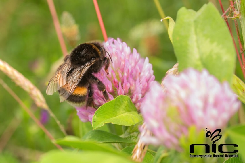 Ile gatunków pszczół w Polsce jest zagrożonych wyginięciem? Pomóż w badaniach nad zapylaczami!