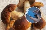 Na grzyby z telefonem! Te aplikacje grzybowe pomogą ci odnaleźć się w lesie. Grzybobranie w 2022 o wiele łatwiejsze dzięki technologii