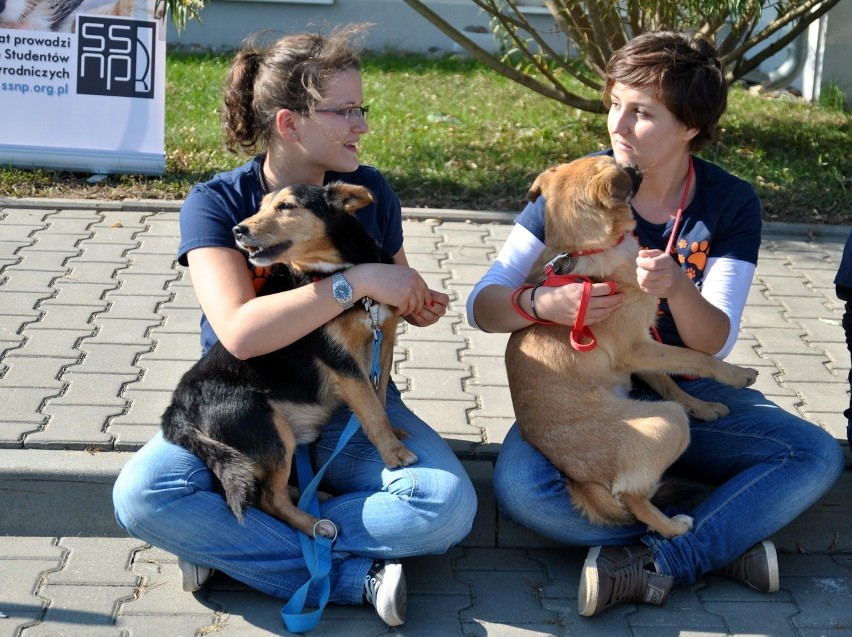 11 zwierzaków z lubelskiego schroniska znalazło nowe domy (ZDJĘCIA)