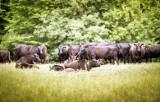 Najdroższa wołowina świata z japońskich wołów Wagyu. Zjesz ją w Polsce!