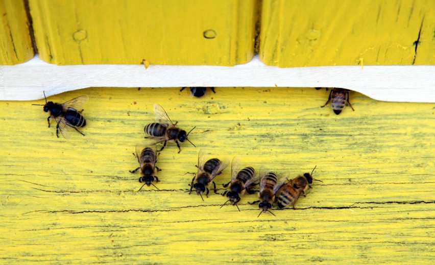 Pomóż pszczołom i wygraj domek dla tych niewielkich zwierząt