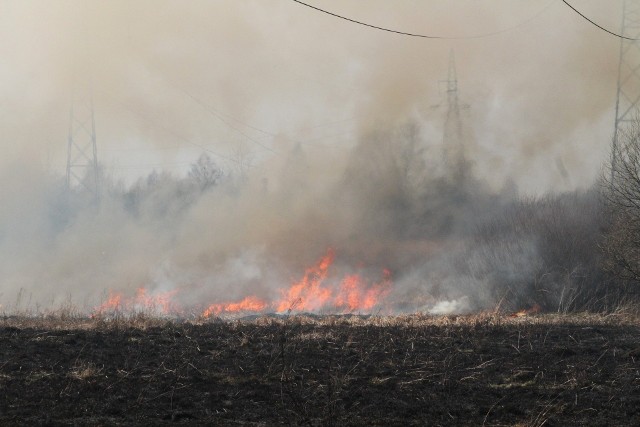 Płoną trawy w wojew&oacute;dztwie świętokrzyskim. Od początku roku do rana we wtorek, 12 marca strażacy wyjeżdżali do akcji 1010 razy. Łącznie ogień pochłonął ponad 621 hektar&oacute;w. Zobaczcie na kolejnych slajdach, w kt&oacute;rych powiatach najwięcej było strażackich akcji&gt;&gt;&gt;POLECAMY TAKŻE: &lt;a href=&quot;https://echodnia.eu/swietokrzyskie/nowe-zasady-przechowywania-nawozow-i-nawozenia-sprawdz-za-co-dostaniesz-kare/ga/13625922/zd/31955086&quot;&gt;&lt;h2&gt;&lt;b&gt;NOWE ZASADY PRZECHOWYWANIA NAWOZ&Oacute;W I NAWOŻENIA&lt;/b&gt;&lt;/h2&gt;&lt;img src=&quot;https://d-pt.ppstatic.pl/k/r/1/62/08/5bd71a274968d_p.jpg?1540884390&quot; width=&quot;80%&quot;&gt;&lt;/a&gt;