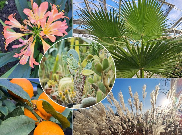 Ogród Botaniczny w Bydgoszczy - należący do Krajowego Centrum Roślinnych Zasobów Genowych Instytutu Hodowli i Aklimatyzacji Roślin Państwowego Instytutu Badawczego - zaprasza na drzwi otwarte w weekend 14 i 15 stycznia 2023 r. Zbiórka chętnych przy bramie do ogrodu (ul. Jeździecka 5) o godz. 9, 11 i 13. Wstęp bezpłatny. Na miejsce dojechać można autobusem nr 52 (linią przedłużoną Podkowa) lub nr 94. Na terenie ogrodu jest dostępny parking