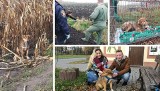 Pies, który mieszkał w polu kukurydzy, ma swój nowy dom [zdjęcia]
