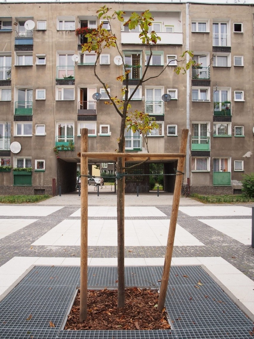 Usychają drzewa na przebudowanym placu Nowy Targ. Trzeba je wymienić 