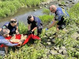 Jaworzno: miejscy strażnicy uratowali z nurtów rzeki bezradnego psa, który nie miał siły wyjść z wody o własnych siłach