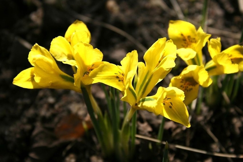 Podobny do irysów żyłkowanych jest irys Danforda (Iris...