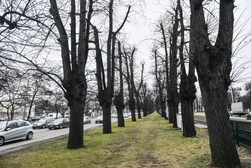 Aleja Lipowa powstała w XVIII wieku, za czasów burmistrza...