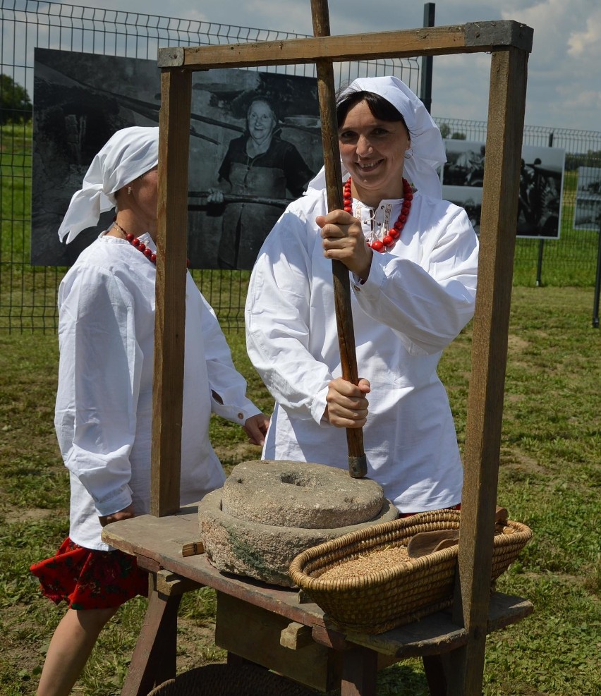 Na polach pracują kombajny, a w Ostrowie wyciągnęli z lamusa sierpy i kosy