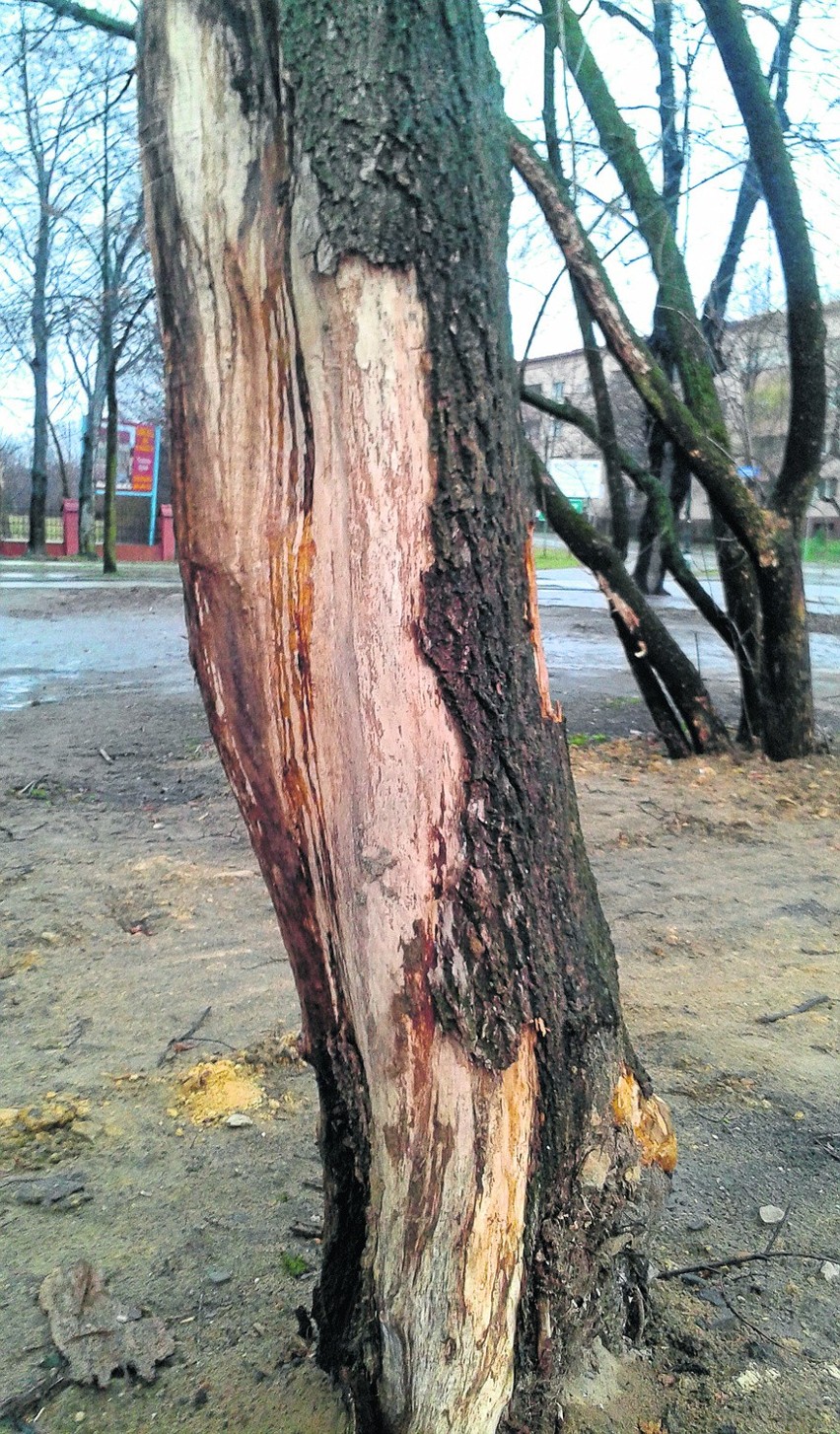 Po zakończeniu budowy  Netto pozostały obdarte z kory drzewa