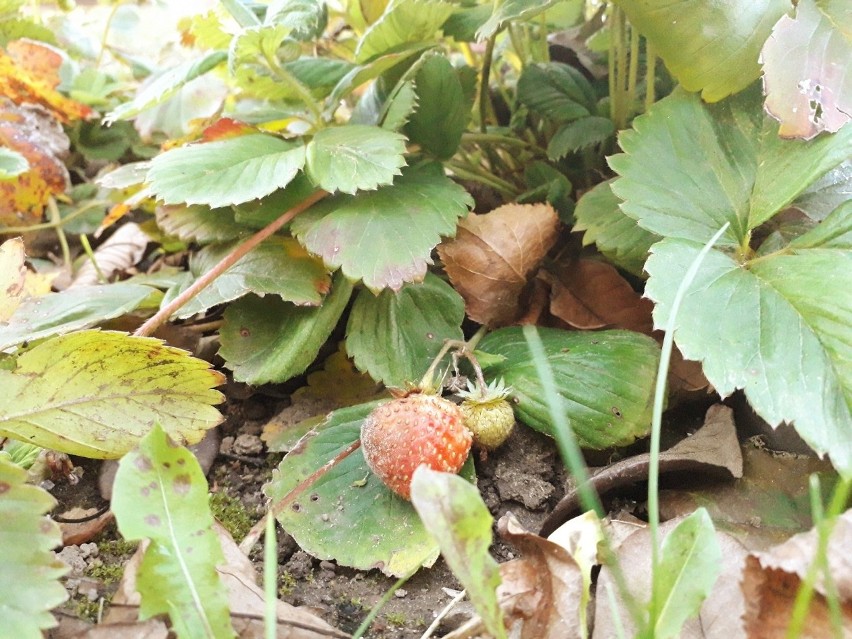 Ciepła pogoda sprawiła, że znów owocują truskawki (zdjęcia)
