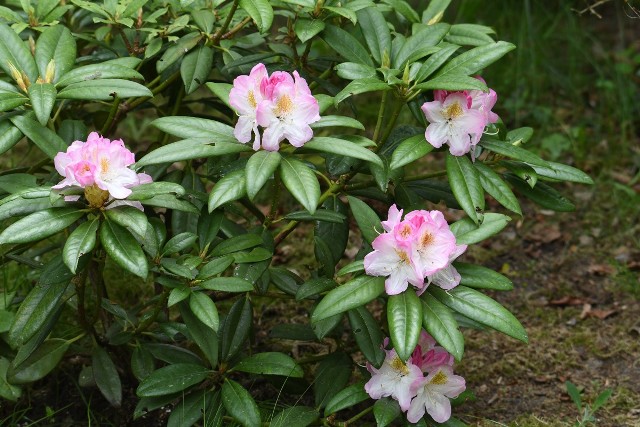 Rododendron fiński, odmiana Eija
