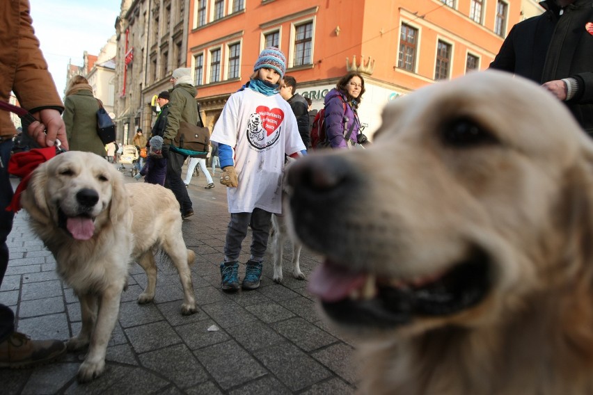 24. Finał WOŚP we Wrocławiu. Kwestują właściciele psów rasy...