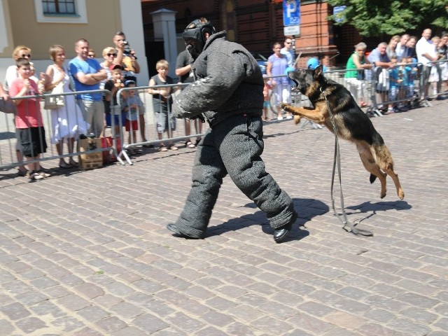 Największe zainteresowanie torunian wzbudziły pokazy policyjnych psów służbowych