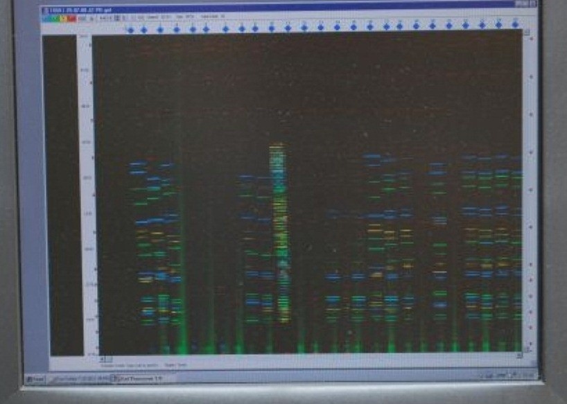 Porównanie profilu DNA na ekranie komputera