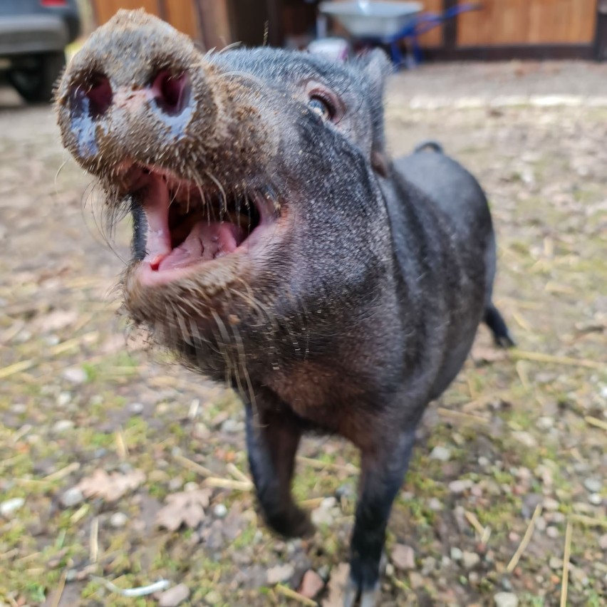 Azyl dla świń i mikroświnek