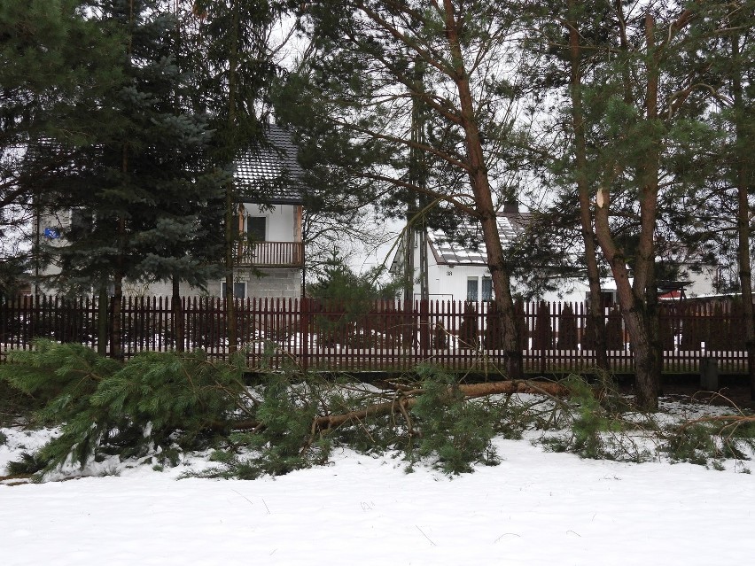 Gmina Małkinia Górna. Opady mokrego śniegu spowodowały wiele utrudnień: połamane gałęzie, brak prądu. 23.01.2023
