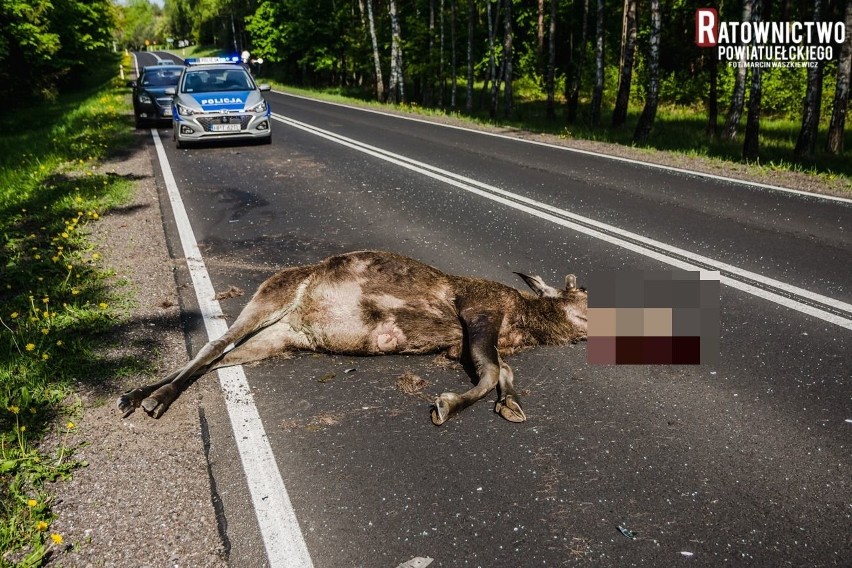 Wypadek na DK 16. Audi zderzyło się z łosiem. Zwierzę padło na miejscu (zdjęcia)