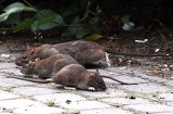 Szczury opanowały park Poniatowskiego w Łodzi [ZDJĘCIA]