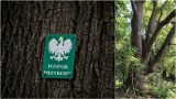 Nowy pomnik przyrody we Wrocławiu? To 140-letni dąb „Strażnik”. Ma chronić las Kuźnicki