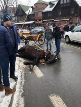 Zakopane. Spłoszony koń na Krupówkach staranował małe dziecko, woźnica ukarany mandatem