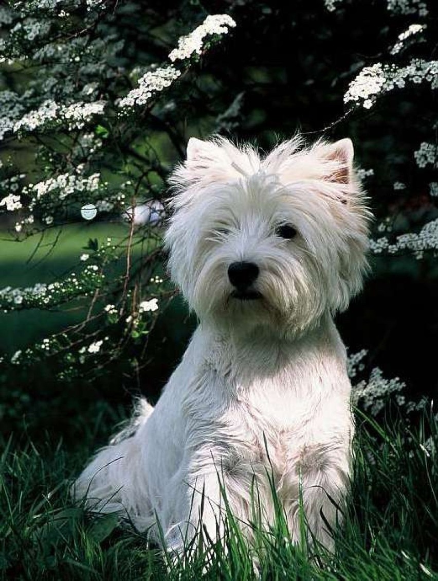 West highland white terrier również nadaje się dla rodzin z...