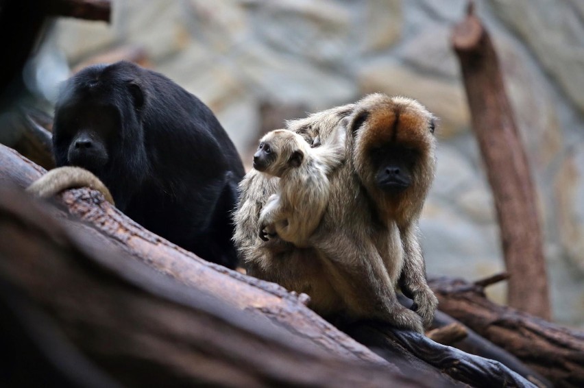 Wyjec we wrocławskim zoo. Narodziny najgłośniejszej małpy [ZDJĘCIA]