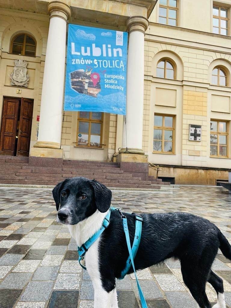 Lublin przyjazny zwierzętom. Teraz swojego pupila będziemy mogli zabrać także do urzędu