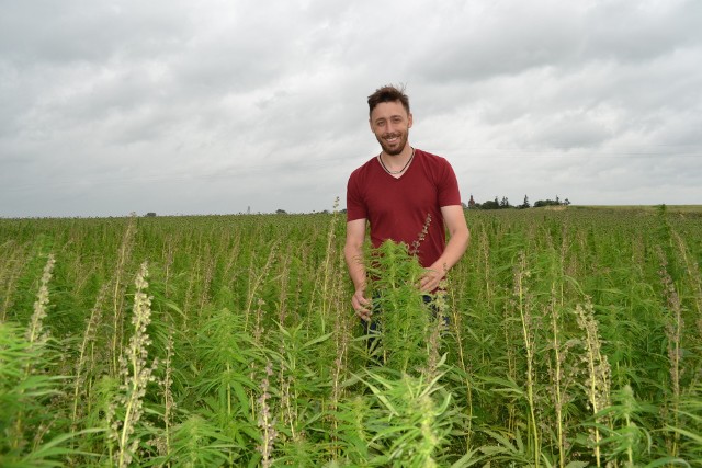 Uprawa konopi w Kołodziejewie zajmuje pół hektara. - Na razie - mówi Bartłomiej Piskorski, który ma nadzieję, że produkcja oleju konopnego w ich rodzinnej olejarni będzie opłacalna. - No i najważniejsze, żeby pomóc ludziom, którzy szukają zdrowej żywności