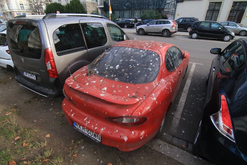 Ptaki nie miały litości dla kierowców. Tak wyglądają auta! (ZOBACZ)