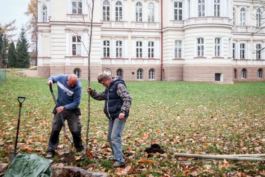 W Parku Lubomirskich w Przemyślu trwa akcja sadzenia drzew.