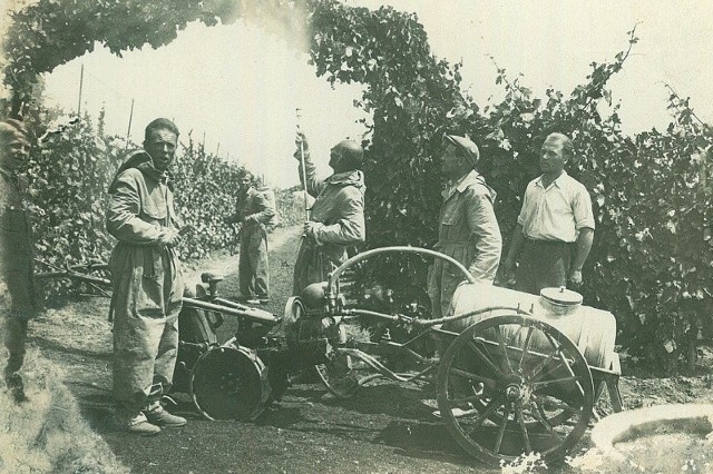 Pielęgnacyjne zabiegi w ogrodach Jurkiewiczów w Samborze, rok 1938. Na pierwszym planie Wilhelm Jurkiewicz.