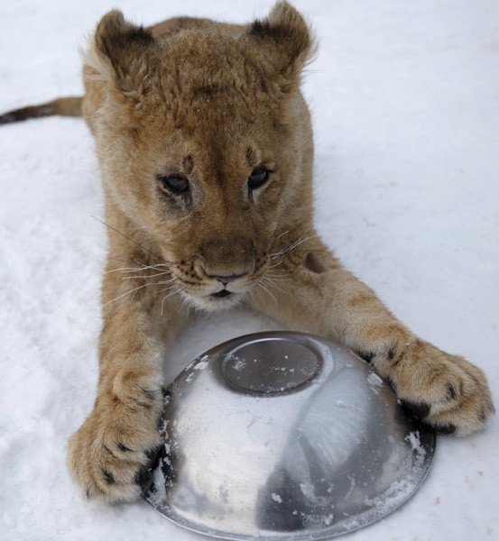 Pierwsza zima lwa Simby...