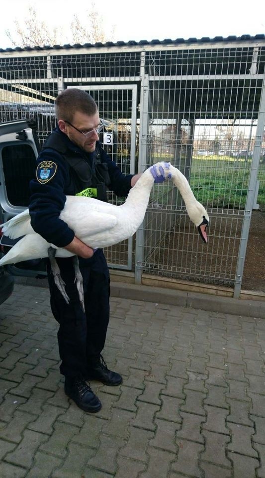 Czwartek upłynął strażnikom miejskim pod znakiem pomocy...