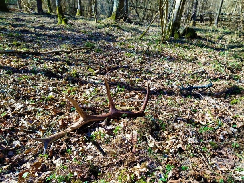 Puszcza Białowieska: Kończy się okres zrzucania poroży przez jelenie. Leśnicy udokumentowali, jak wyglądają okazałe, pozostawione poroża 