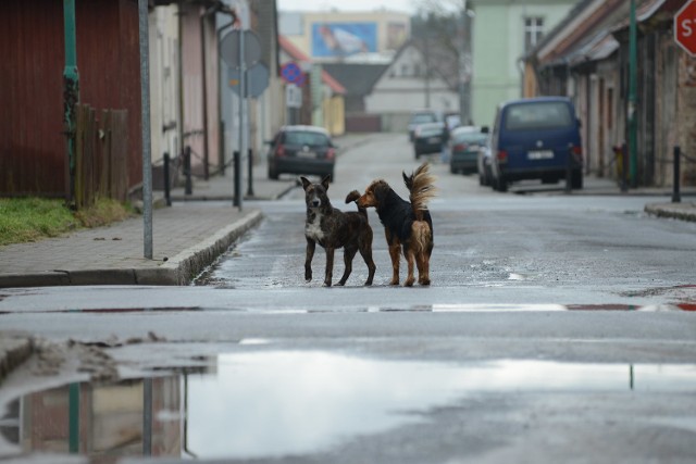 Akcja zdzieszowickiej straży miejskiej ma na celu wywołać poczucie wstydu u właścicieli zwierząt.