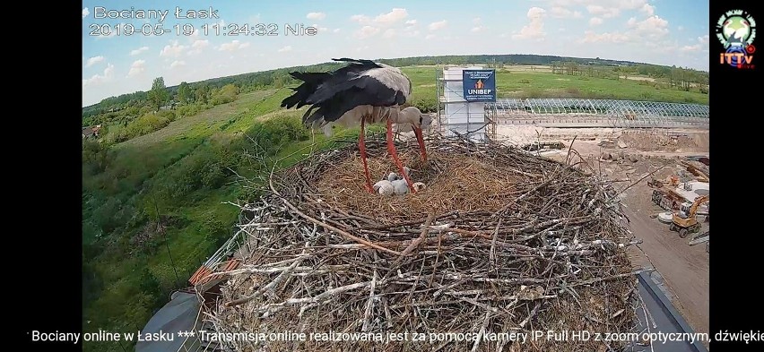 Tragedia w bocianim gnieździe - matka wyrzuciła jedno młode, czwarte w ogóle się nie wykluło