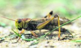 Zmiany klimatyczne spowodowały, że wiele gatunków dotychczas u nas niespotykanych zaczęło nas odwiedzać