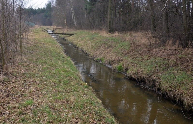 Rzeka Sokołówka przypomina strumyk. Płynie 300 m od działki...