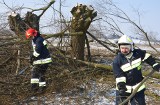 Rozgrzewka z ogławiania wierzb w Opatkowicach