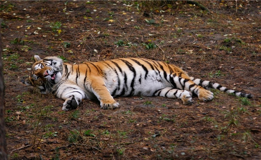Tygrysy syberyjskie są wielką atrakcją Nowego Zoo w Poznaniu