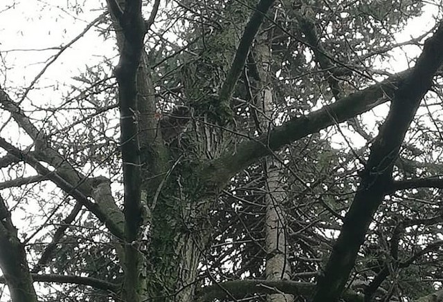 W ostatnim czasie strażnicy miejscy z Inowrocławia otrzymali dwa zgłoszenia dotyczące kotka uwięzionego na drzewie w Solankach, na dużej wysokości. Funkcjonariusze Straży Miejskiej na miejscu potwierdzili te zgłoszenia.- Kot był tak wysoko, że strażnicy poprosili o pomoc strażaków. Interwencja strażaków, mimo włożonego wysiłku nie przyniosła również pozytywnego rezultatu. Kotek uciekał z gałęzi na gałąź. Ostatecznie sam zszedł z drzewa - relacjonują strażnicy miejscy.