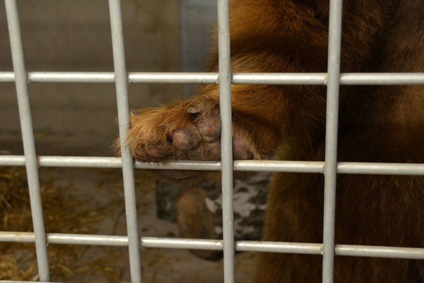 Okaleczony niedźwiedź jest już w poznańskim zoo