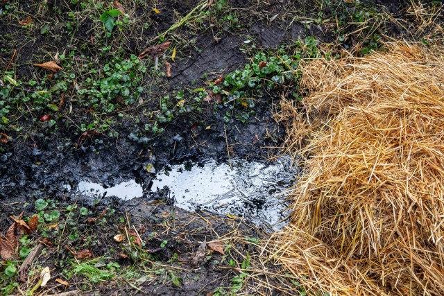 Rów w Parku Antoniuk zanieczyszczony substancją ropopochodną. Sprawę wyjaśnia WIOŚ