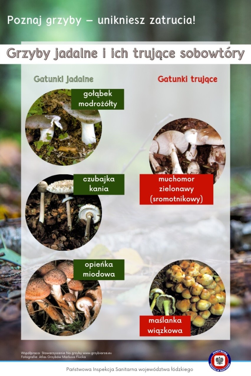 Grzyby jadalne i ich trujące sobowtóry. Mamy mini atlas grzybów online 2023 