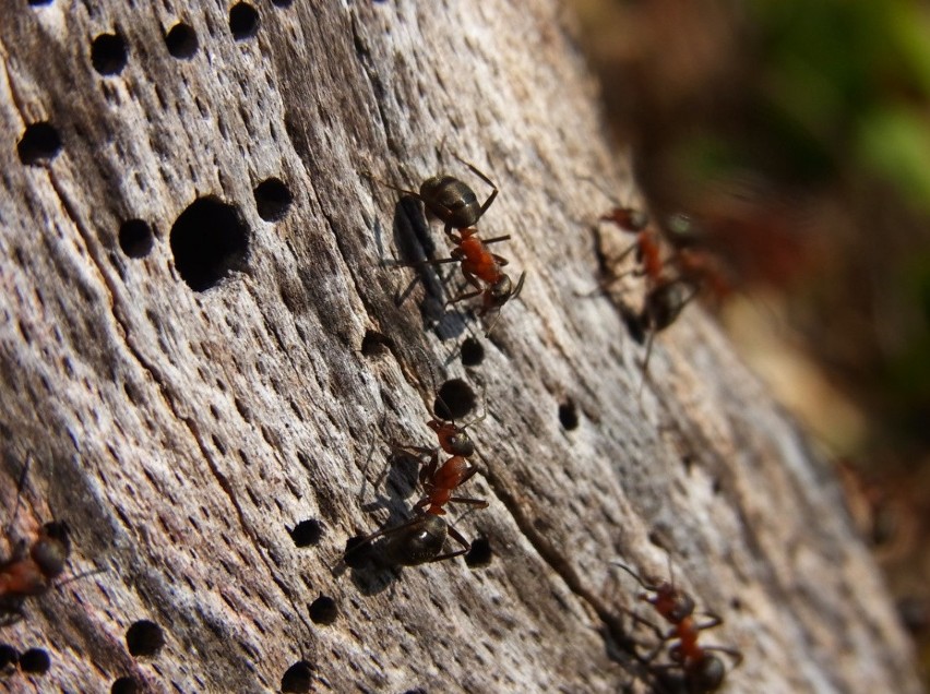 Naukowcy odkryli w Polsce mrówki kanibale. Drapieżne i okrutne owady nikomu nie przepuszczą